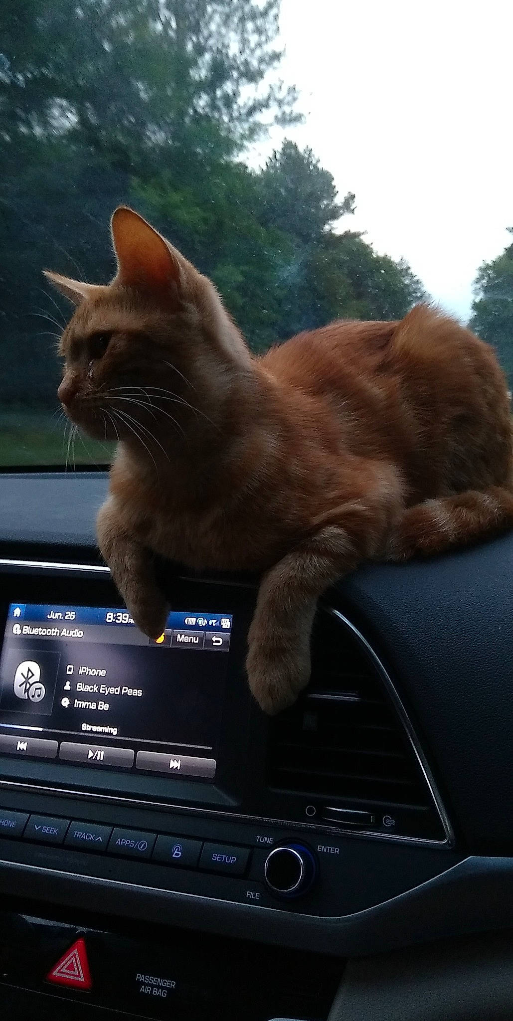 Frisco is registered to the contest to win money with this photo: auto_part, automotive_design, automotive_mirror, car, carnivore, cat, fawn, felidae, gesture, output_device, personal_luxury_car, plant, radio, satellite_radio, sky, small_to_medium_sized_cats, steering_wheel, tree, whiskers, window