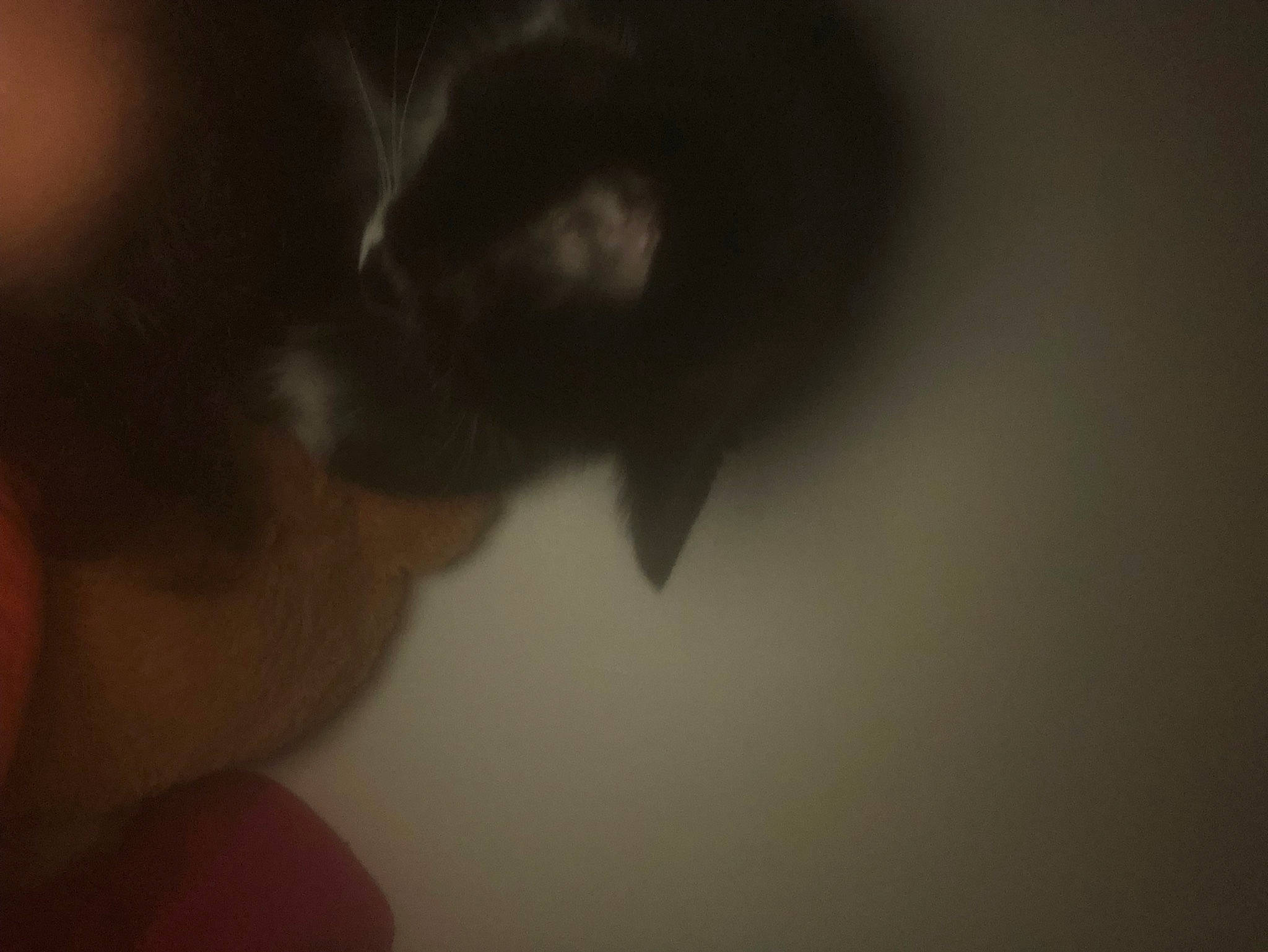 Azur participe au concours pour gagner de l'argent avec cette photo : beard, cloud, darkness, eyelash, facial_hair, felidae, flesh, fur, macro_photography, moustache, portrait, shadow, small_to_medium_sized_cats, tail, tree, visual_arts, whiskers