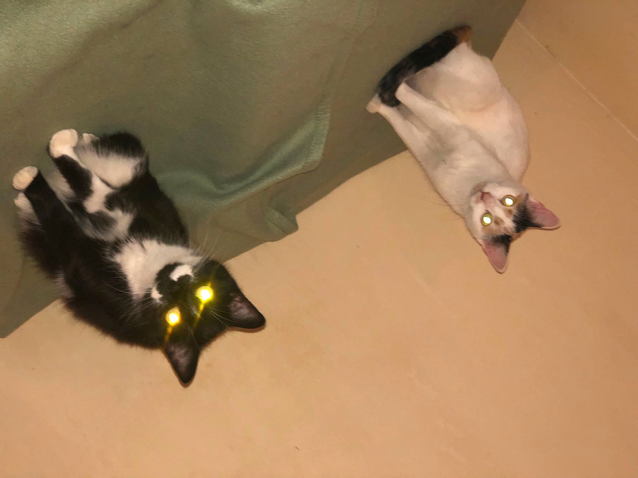 Azur participe au concours pour gagner de l'argent avec cette photo : badger, bat, canidae, carnivore, claw, dog_breed, foot, fur, gesture, jaw, mammal, mustelidae, neck, paw, plant, snout, tail, vertebrate, whiskers, wildlife