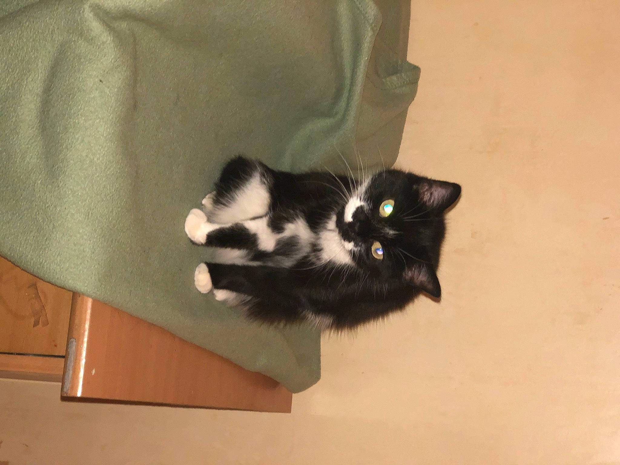 Azur a rejoint le concours — aidez-le/la à gagner de superbes lots ! bag, black_cat, box, carnivore, cat, cat_supply, claw, comfort, domestic_short_haired_cat, felidae, fur, grey, packaging_and_labeling, room, small_to_medium_sized_cats, tail, terrestrial_animal, whiskers, window, wood