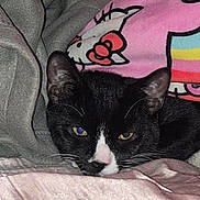 Frankie joined the competition — help win amazing prizes! cat, black_and_white, blanket, pillow, hello_kitty, indoor, pet, cozy, sleepy, fur, whiskers, close_up, resting, cute, animal, soft_texture, domestic_cat, relaxed, bed, pink