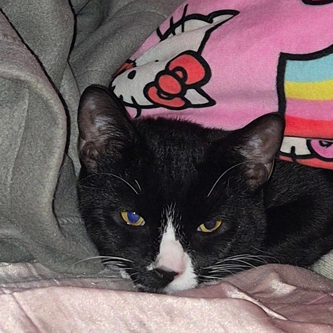 Frankie joined the competition — help win amazing prizes! cat, black_and_white, blanket, pillow, hello_kitty, indoor, pet, cozy, sleepy, fur, whiskers, close_up, resting, cute, animal, soft_texture, domestic_cat, relaxed, bed, pink