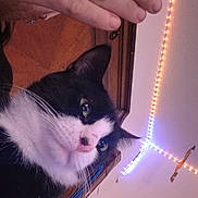 Slushy joined the competition — help win amazing prizes! cat, black_and_white, hand, person, glasses, indoor, ceiling, led_lights, wooden_furniture, whiskers, nose, ear, fur, close_up, curious, pet, home, decor, human, playful