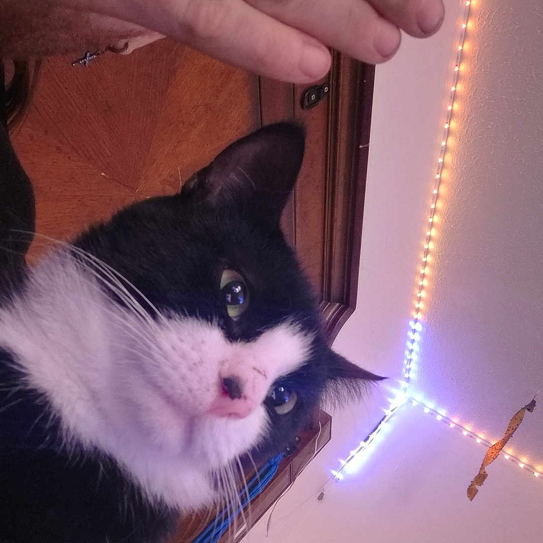 Slushy joined the competition — help win amazing prizes! cat, black_and_white, hand, person, glasses, indoor, ceiling, led_lights, wooden_furniture, whiskers, nose, ear, fur, close_up, curious, pet, home, decor, human, playful