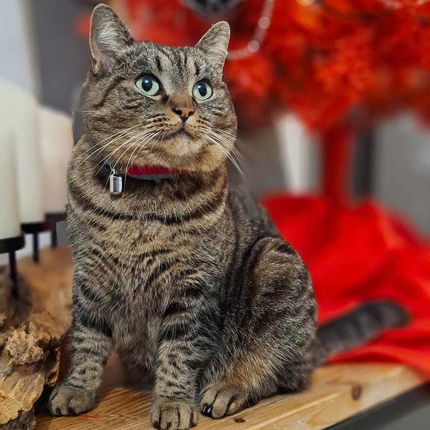 Miauline a rejoint le concours — aidez-le/la à gagner de superbes lots ! abyssinian, animal, architecture, building, cat, couch, furniture, hardwood, indoors, kitten, livingroom, manx, pet, plant, plywood, room, shelf, table, tree, wood