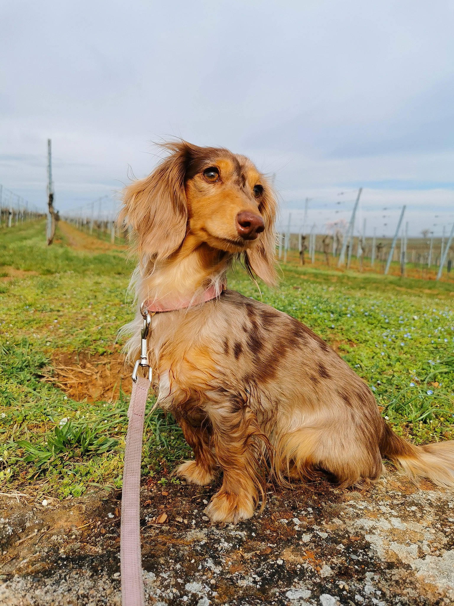 Lokie a rejoint le concours — aidez-le/la à gagner de superbes lots ! agriculture, canidae, carnivore, cloud, companion_dog, dog, dog_breed, fawn, grass, grassland, gun_dog, happy, landscape, liver, plant, prairie, sky, soil, sporting_group, working_animal