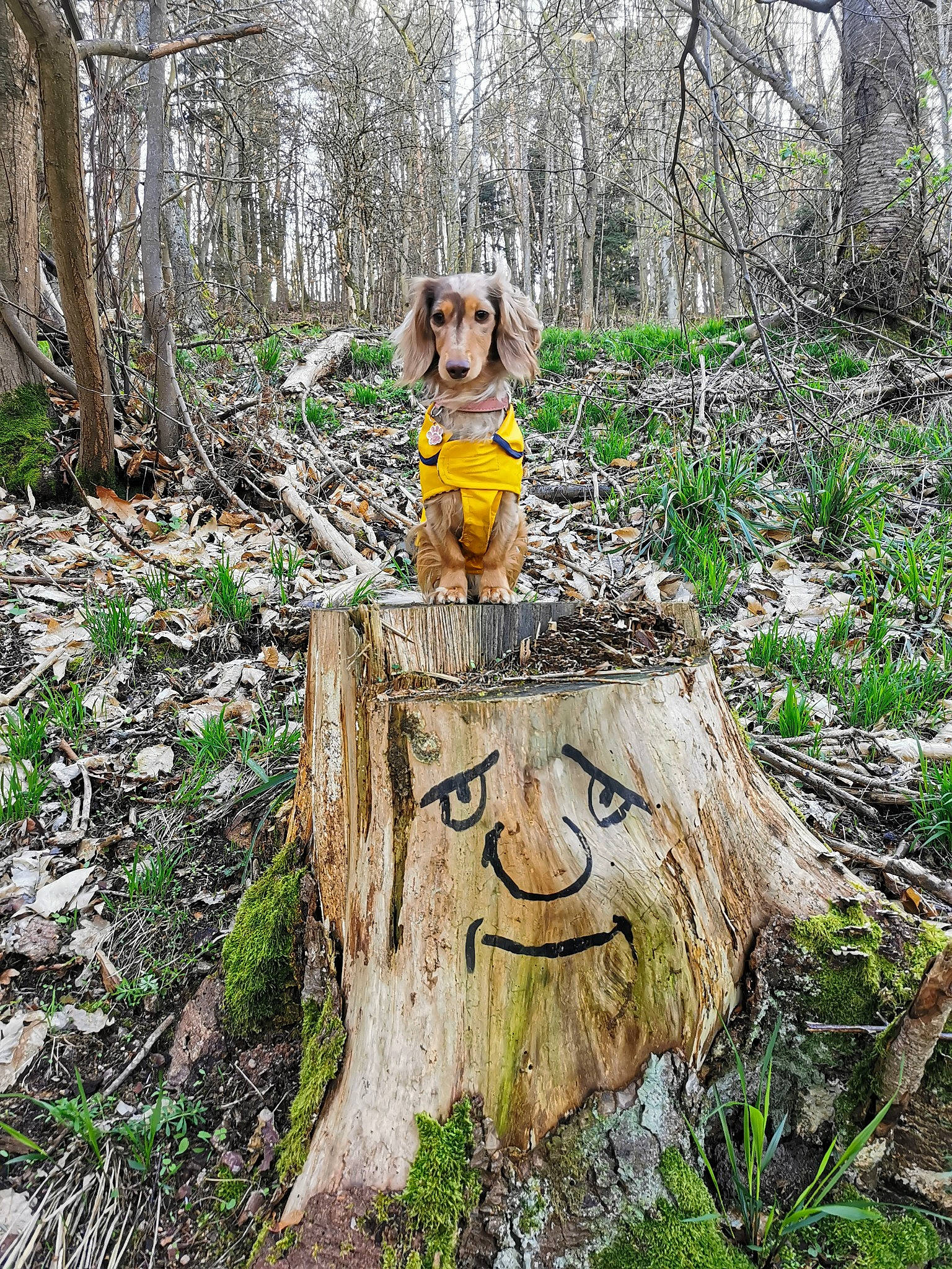 Lokie a rejoint le concours — aidez-le/la à gagner de superbes lots ! biome, branch, dog, environmental_art, forest, grass, groundcover, hat, jungle, landscape, natural_landscape, nature_reserve, plant, recreation, soil, tree, tree_stump, trunk, wood, woodland