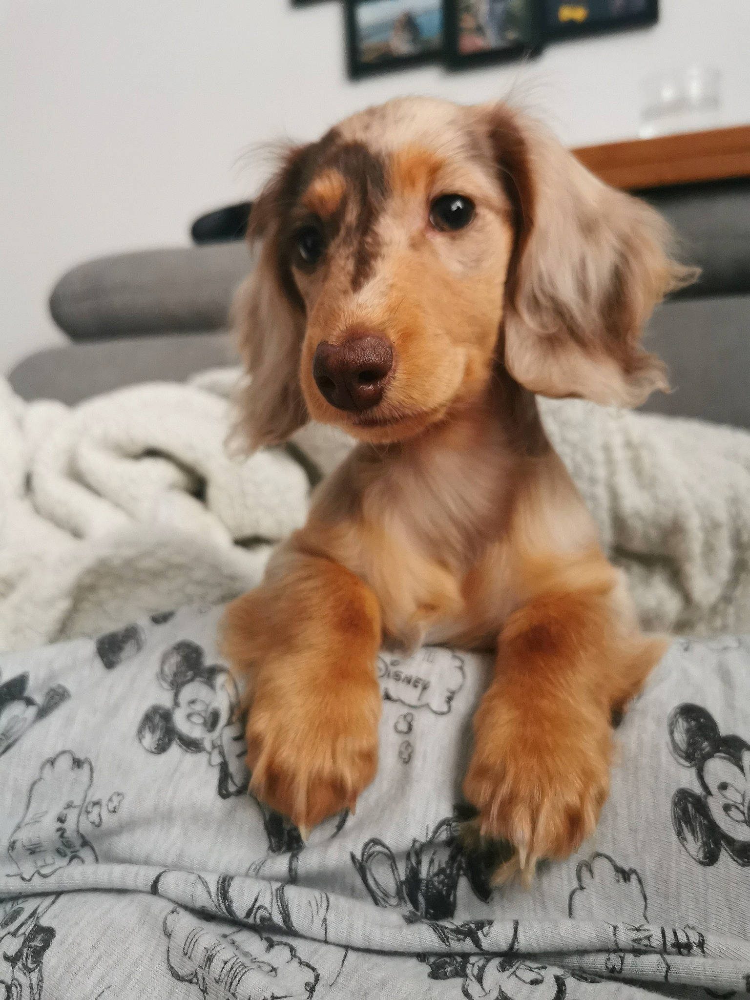 Lokie a rejoint le concours — aidez-le/la à gagner de superbes lots ! aircraft, carnivore, comfort, companion_dog, dog, dog_breed, dog_supply, fur, handwriting, hardwood, hound, hunting_dog, liver, spaniel, sporting_group, whiskers, wood, working_animal