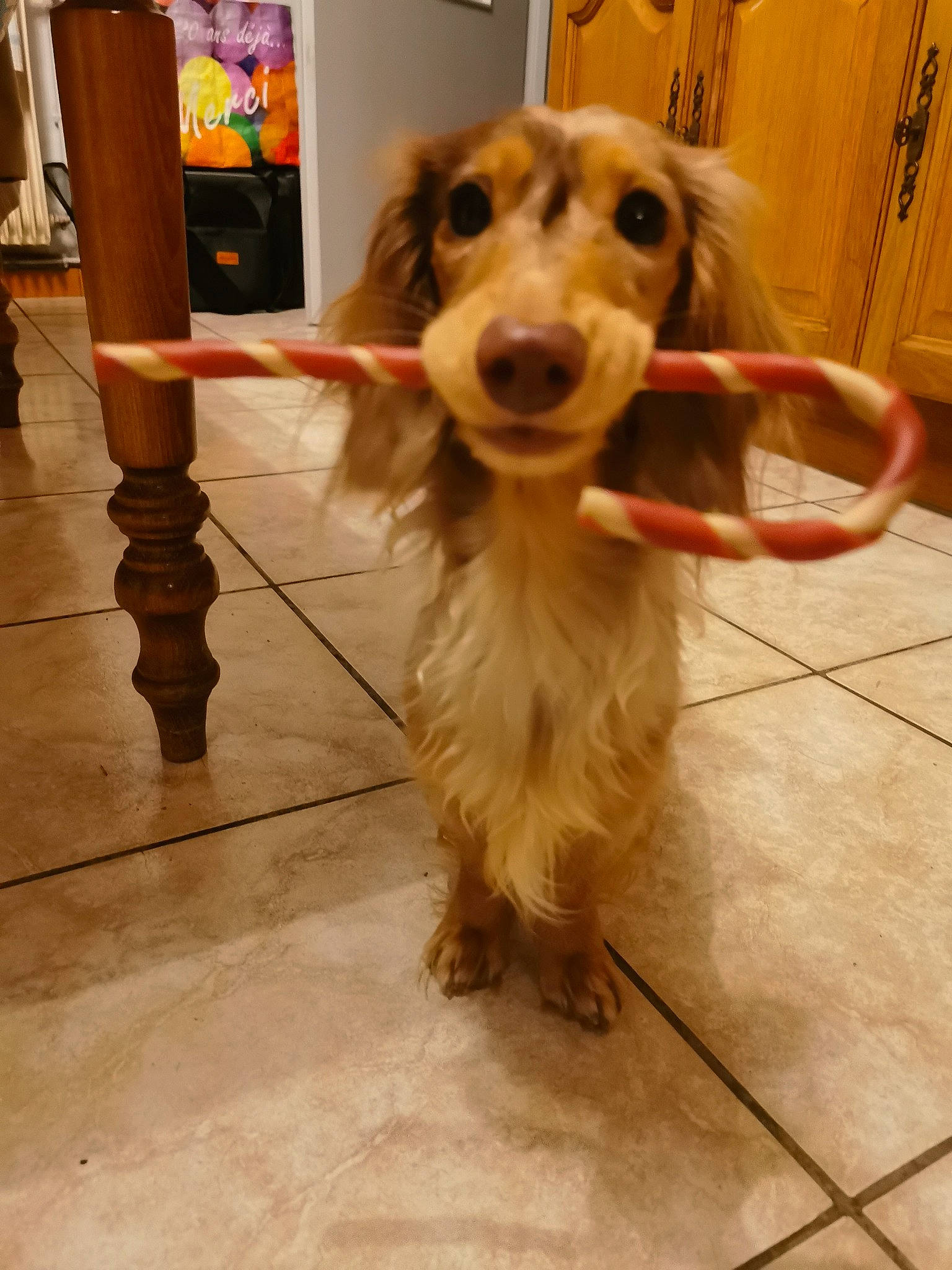 Lokie a rejoint le concours — aidez-le/la à gagner de superbes lots ! canidae, carnivore, companion_dog, dog, dog_breed, dog_clothes, dog_supply, fawn, floor, flooring, fur, hardwood, selfie, snout, spaniel, sporting_group, toy_dog, whiskers, wood, working_animal