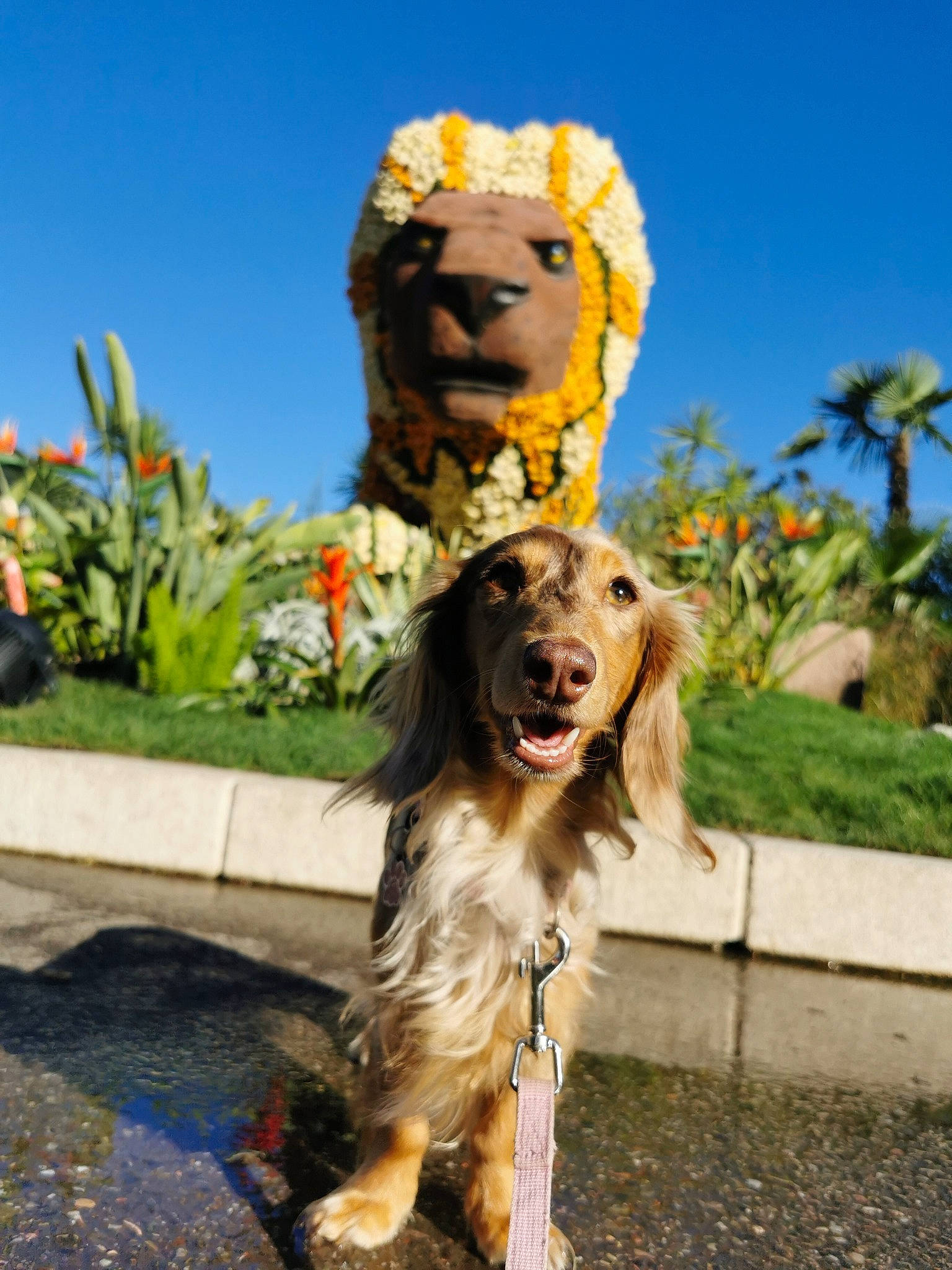 Lokie participe au concours pour gagner de l'argent avec cette photo : canidae, carnivore, companion_dog, dog, dog_breed, fawn, fun, grass, gun_dog, landscape, leisure, palm_tree, plant, recreation, sky, snout, spaniel, sporting_group, tourism, tree
