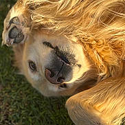 Beau is registered to the contest to win money with this photo: dog, golden_retriever, pet, grass, fur, paw, playful, outdoor, animal, smile, closeup, lying_down, sunlight, nature, canine, mammal, friendly, cute, happy, companion