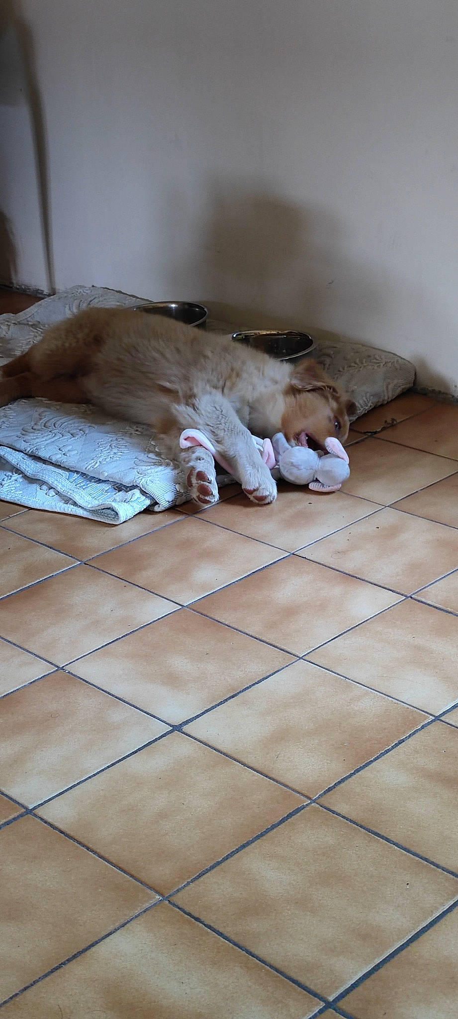 Uska a rejoint le concours — aidez-le/la à gagner de superbes lots ! bedding, bedroom, beige, comfort, felidae, floor, flooring, fur, grey, hardwood, human_leg, linens, mattress, rectangle, road_surface, room, small_to_medium_sized_cats, tail, whiskers, wood