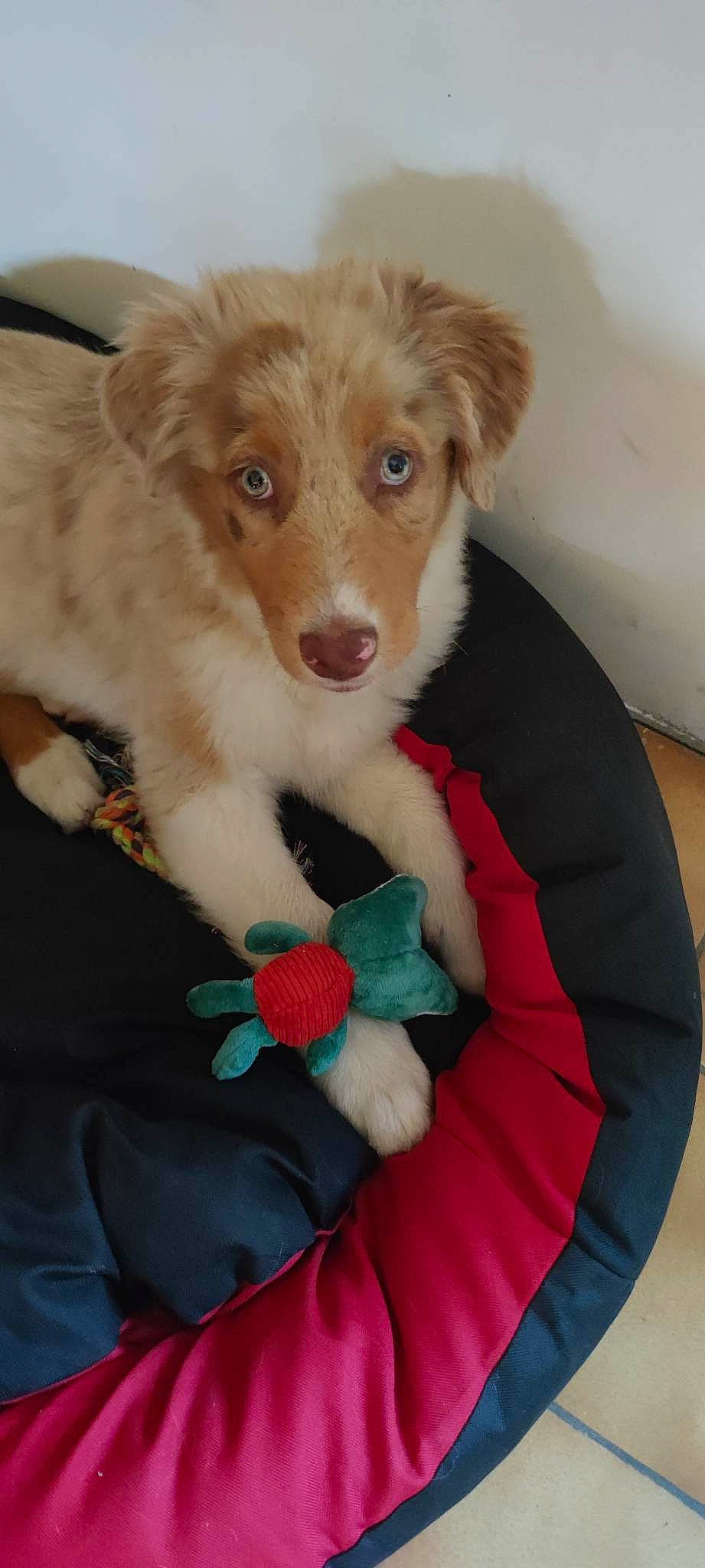 Uska participe au concours pour gagner de l'argent avec cette photo : canidae, carnivore, comfort, companion_dog, dog, dog_breed, dog_supply, fawn, fur, liver, paw, sporting_group, terrestrial_animal, toy, whiskers, working_animal