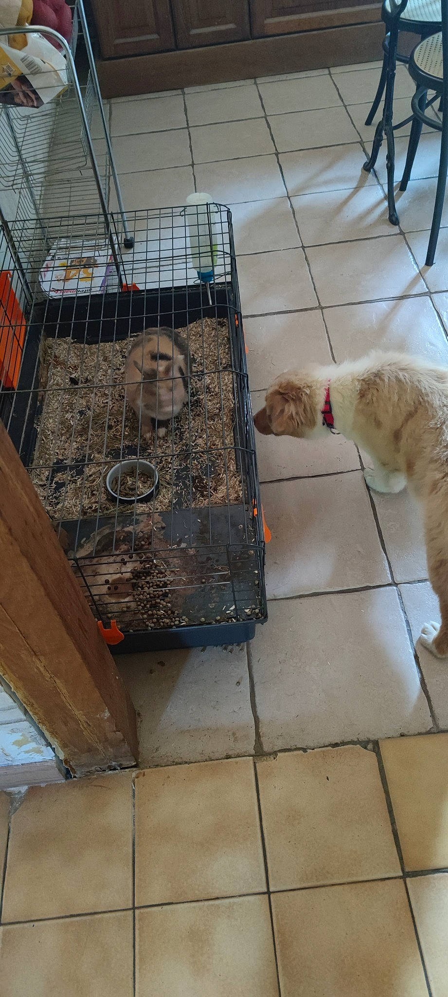 Uska a rejoint le concours — aidez-le/la à gagner de superbes lots ! carnivore, cat, companion_dog, domestic_short_haired_cat, fawn, felidae, floor, flooring, fur, gas, line, metal, pet_supply, road_surface, sidewalk, small_to_medium_sized_cats, tail, terrestrial_animal, whiskers, wood