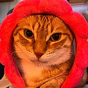 Lilo a rejoint le concours — aidez-le/la à gagner de superbes lots ! cat, pet, feline, orange_tabby, close_up, portrait, plush_hat, pink, paw, whiskers, eyes, fur, indoor, cozy, patterned_bedspread, living_room, furniture, cute, accessory, sitting