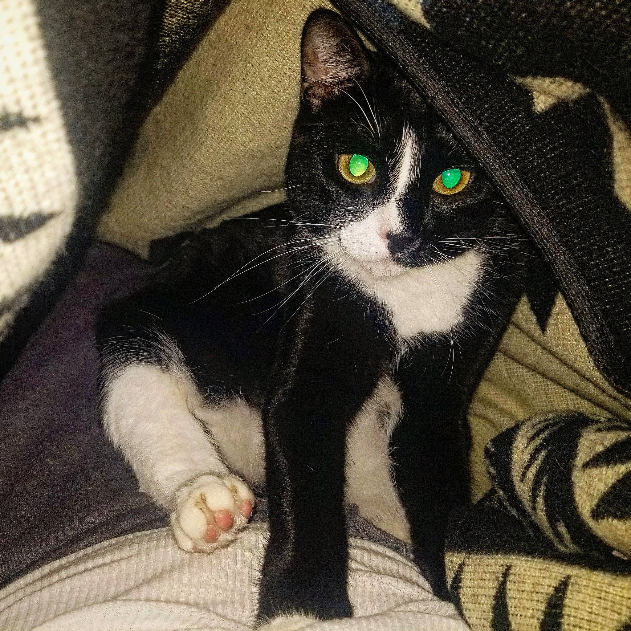 Beetlejuice is registered to the contest to win money with this photo: black_cat, carnivore, cat, claw, comfort, domestic_short_haired_cat, eye, felidae, foot, formal_wear, fur, leg, pattern, paw, sitting, small_to_medium_sized_cats, snout, tail, textile, whiskers