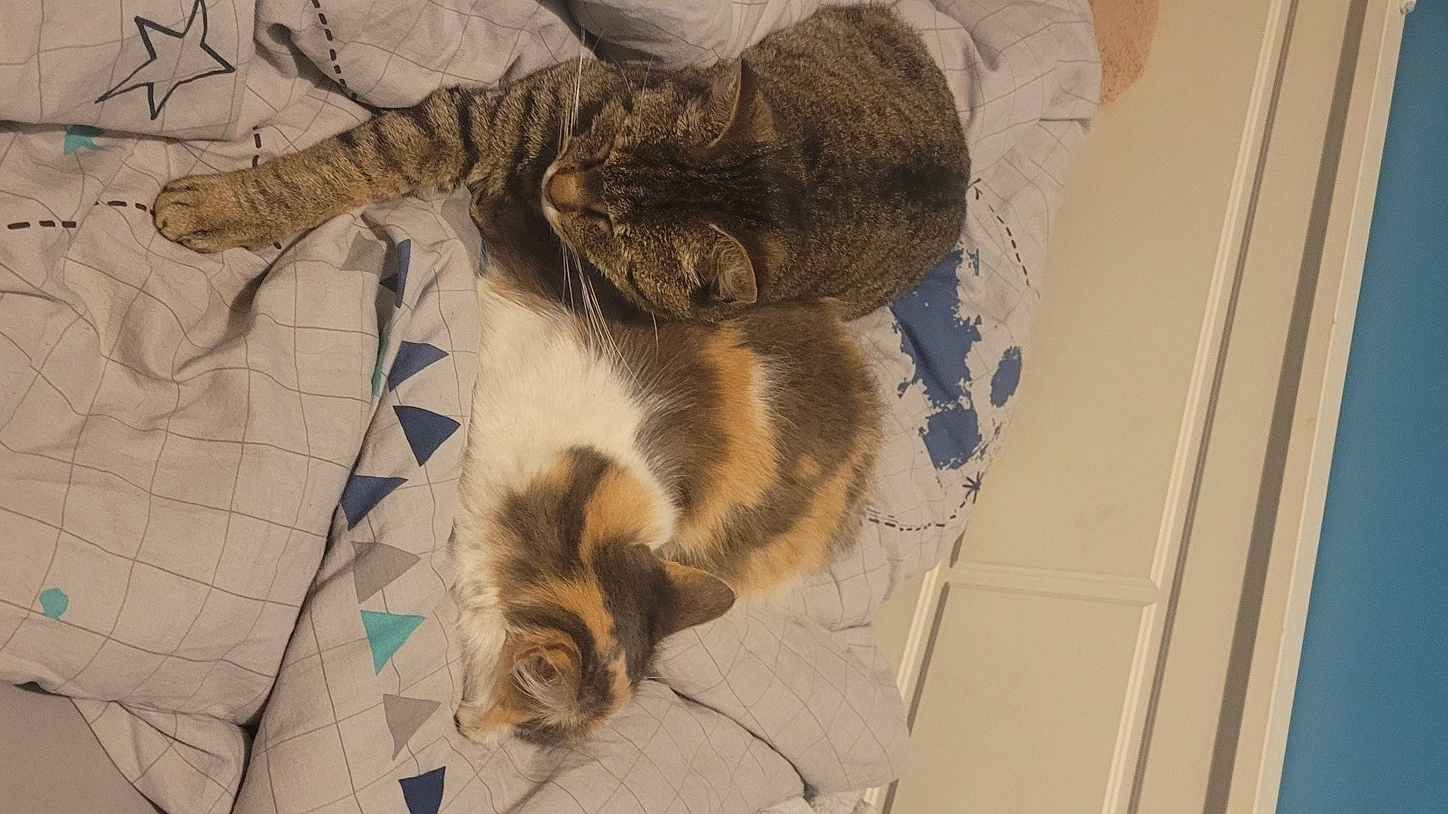 Symba participe au concours pour gagner de l'argent avec cette photo : art, carnivore, cat, claw, comfort, dog_breed, domestic_short_haired_cat, felidae, flooring, fur, linens, nap, pattern, paw, room, small_to_medium_sized_cats, tail, textile, whiskers, wood