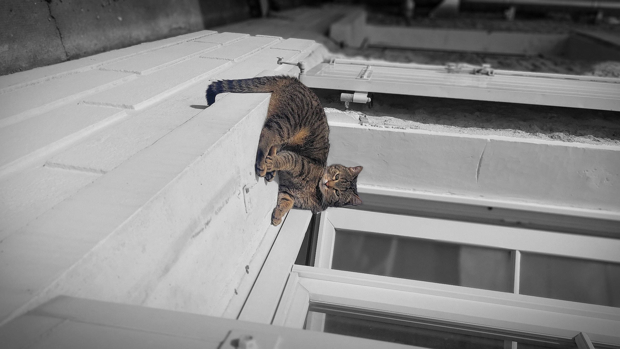 Symba a rejoint le concours — aidez-le/la à gagner de superbes lots ! amphibian, claw, dragon_lizard, felidae, gecko, gekkonidae, heloderma, iguania, lizard, metal, pattern, reptile, scaled_reptile, tail, terrestrial_animal, varanidae, wall_lizard, wildlife, wood