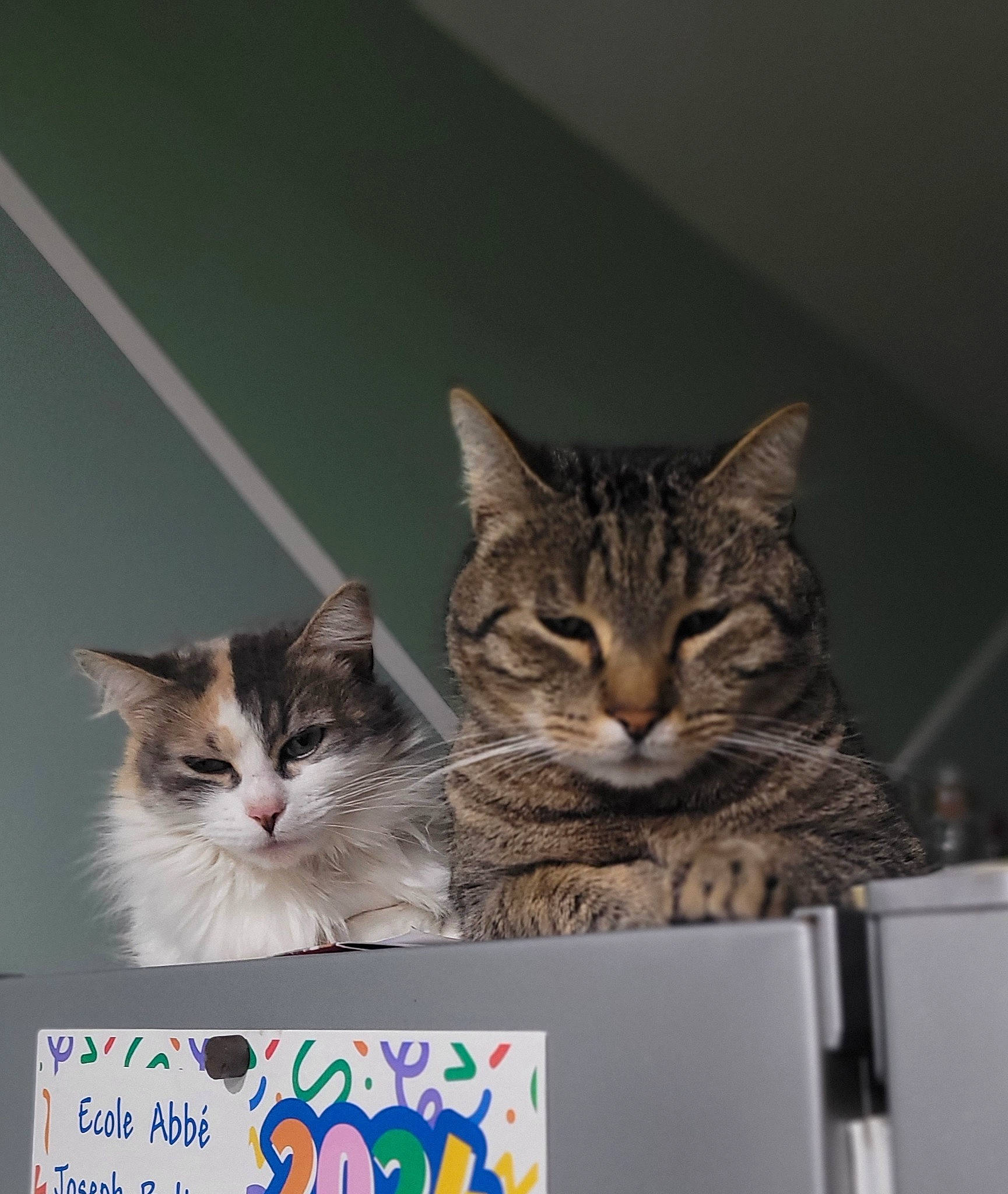 Symba a rejoint le concours — aidez-le/la à gagner de superbes lots ! box, cardboard, carnivore, cat, cat_supply, domestic_short_haired_cat, felidae, fur, handwriting, paw, publication, small_to_medium_sized_cats, vertebrate, whiskers