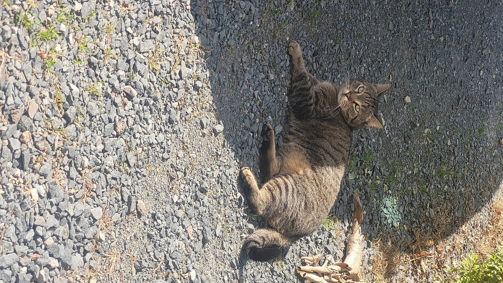 Symba participe au concours pour gagner de l'argent avec cette photo : asphalt, carnivore, cat, claw, domestic_short_haired_cat, fawn, felidae, fur, paw, road_surface, rodent, small_to_medium_sized_cats, soil, squirrel, tail, terrestrial_animal, tree, trunk, whiskers, wood