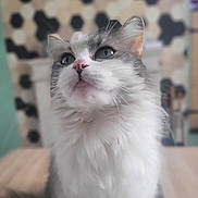 Nala participe au concours pour gagner de l'argent avec cette photo : abyssinian, angora, animal, bodypart, cat, hardwood, indoors, kitten, manx, mouth, person, pet, siamese, wood