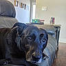 Mickey C Goodwin is registered to the contest to win money with this photo: dog, black_dog, pet, canine, leather_couch, indoor, living_room, flooring, furniture, animal, portrait, close_up, looking_at_camera, relaxed, domestic_animal, house, home_interior, paw, ears, snout