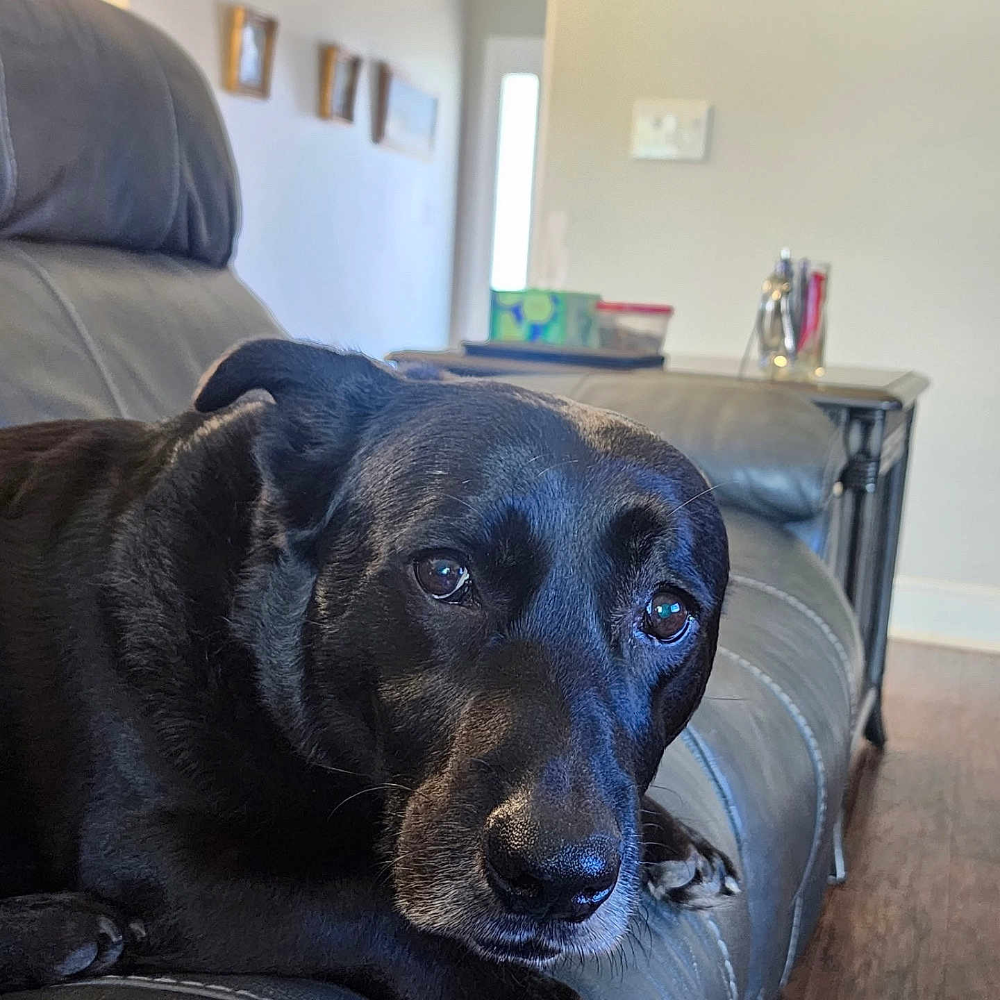 Mickey C Goodwin is registered to the contest to win money with this photo: dog, black_dog, pet, canine, leather_couch, indoor, living_room, flooring, furniture, animal, portrait, close_up, looking_at_camera, relaxed, domestic_animal, house, home_interior, paw, ears, snout