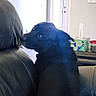 Mickey C Goodwin joined the competition — help win amazing prizes! dog, black_dog, leather_couch, indoor, living_room, tissue_box, wall, framed_pictures, curious, pet, seated, side_view, animal, domestic, furniture, cozy, home, canine, looking, resting