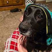 Mickey C Goodwin joined the competition — help win amazing prizes! dog, black_dog, pet, indoor, carpet, hand, headband, furniture, drawer, slipper, closeup, animal, canine, domestic_animal, looking, brown_eyes, snout, paw, comfort, relaxation