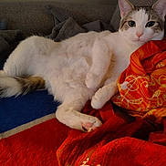 Willow joined the competition — help win amazing prizes! animal, blanket, cat, comfort, couch, cozy, cute, domestic, ears, face, feline, fur, indoor, looking, paw, pet, pink_paw, relaxed, resting, whiskers