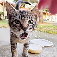 Oliver is registered to the contest to win money with this photo: kitten, cat, tabby, mouth_open, whiskers, outdoor, concrete, food_container, greenery, blurred_background, curious, young_cat, pet, feline, close_up, eyes, ears, tail, animal, domestic_cat