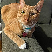 Lebron is registered to the contest to win money with this photo: cat, orange_tabby, pet, indoor, feline, collar, white_paw, couch, furniture, relaxed, curious, animal, closeup, whiskers, ears, nose, paw, domestic_cat, comfortable, living_room