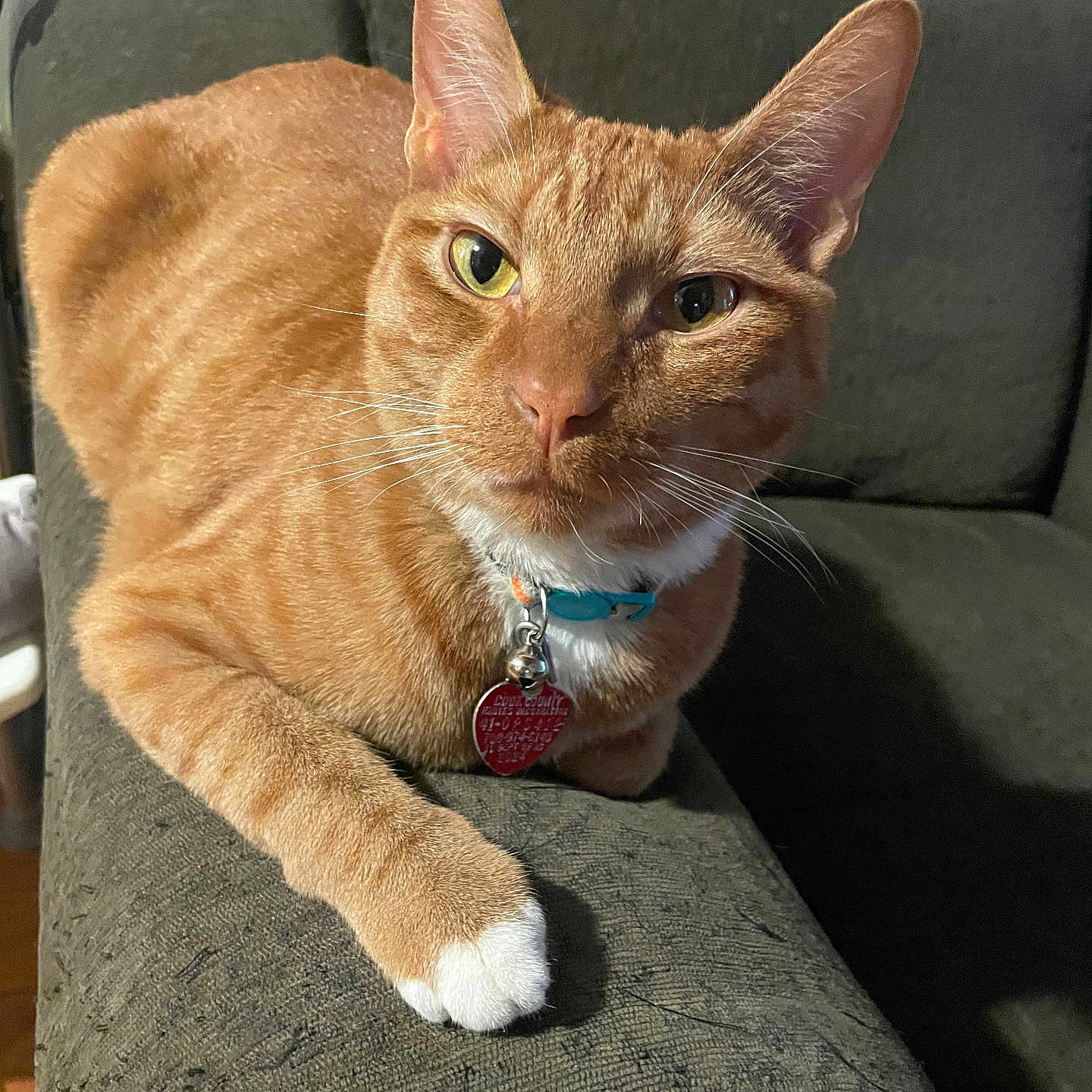 Lebron is registered to the contest to win money with this photo: animal, cat, closeup, collar, comfortable, couch, curious, domestic_cat, ears, feline, furniture, indoor, living_room, nose, orange_tabby, paw, pet, relaxed, whiskers, white_paw
