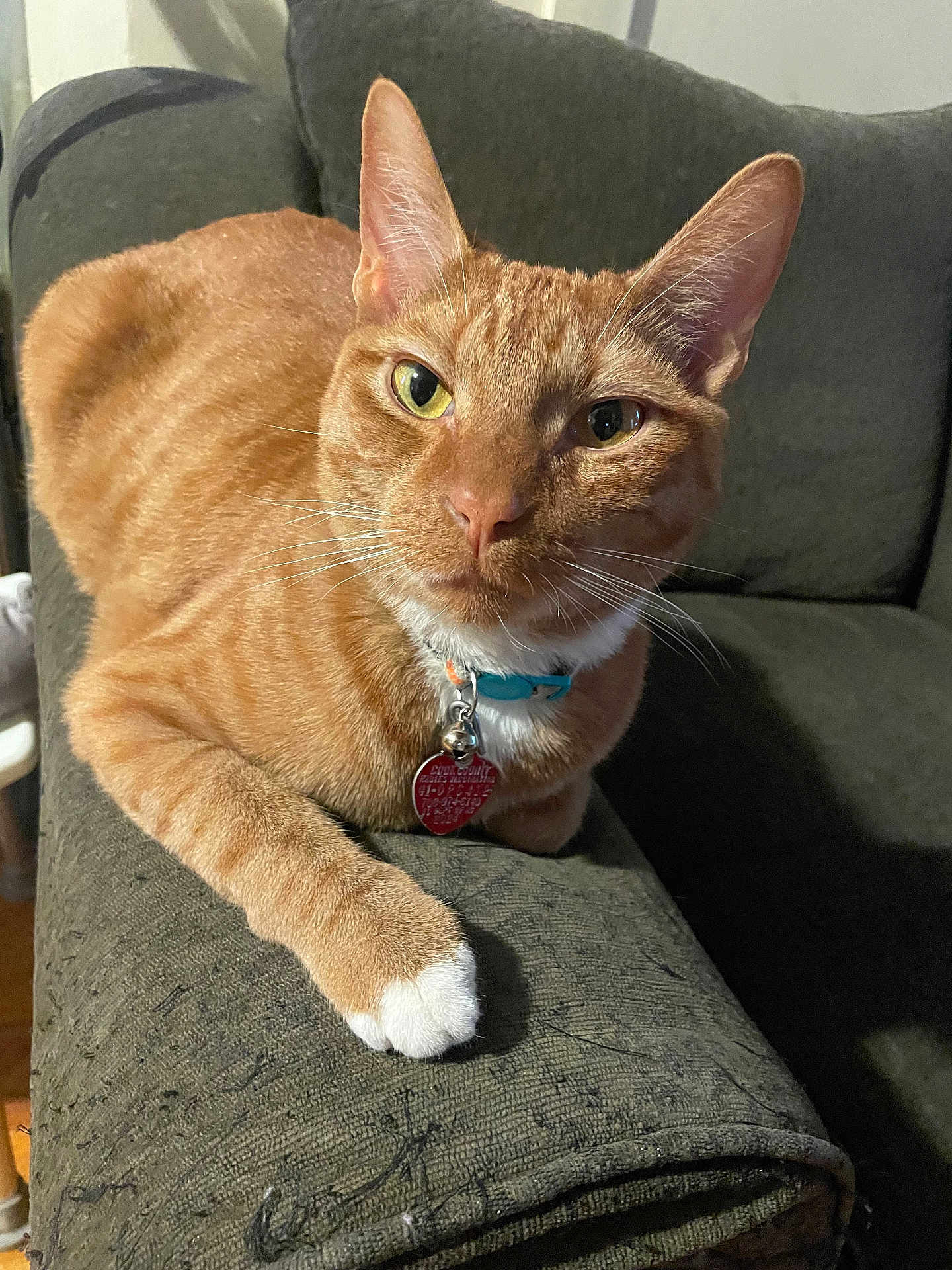 Lebron is registered to the contest to win money with this photo: cat, orange_tabby, pet, indoor, feline, collar, white_paw, couch, furniture, relaxed, curious, animal, closeup, whiskers, ears, nose, paw, domestic_cat, comfortable, living_room