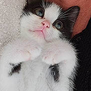 Pikachu participe au concours pour gagner de l'argent avec cette photo : kitten, cat, black_and_white, furry, cute, pet, animal, paw, whiskers, closeup, soft, cozy, relaxed, indoor, blanket, human_skin, resting, sleepy, feline, companion