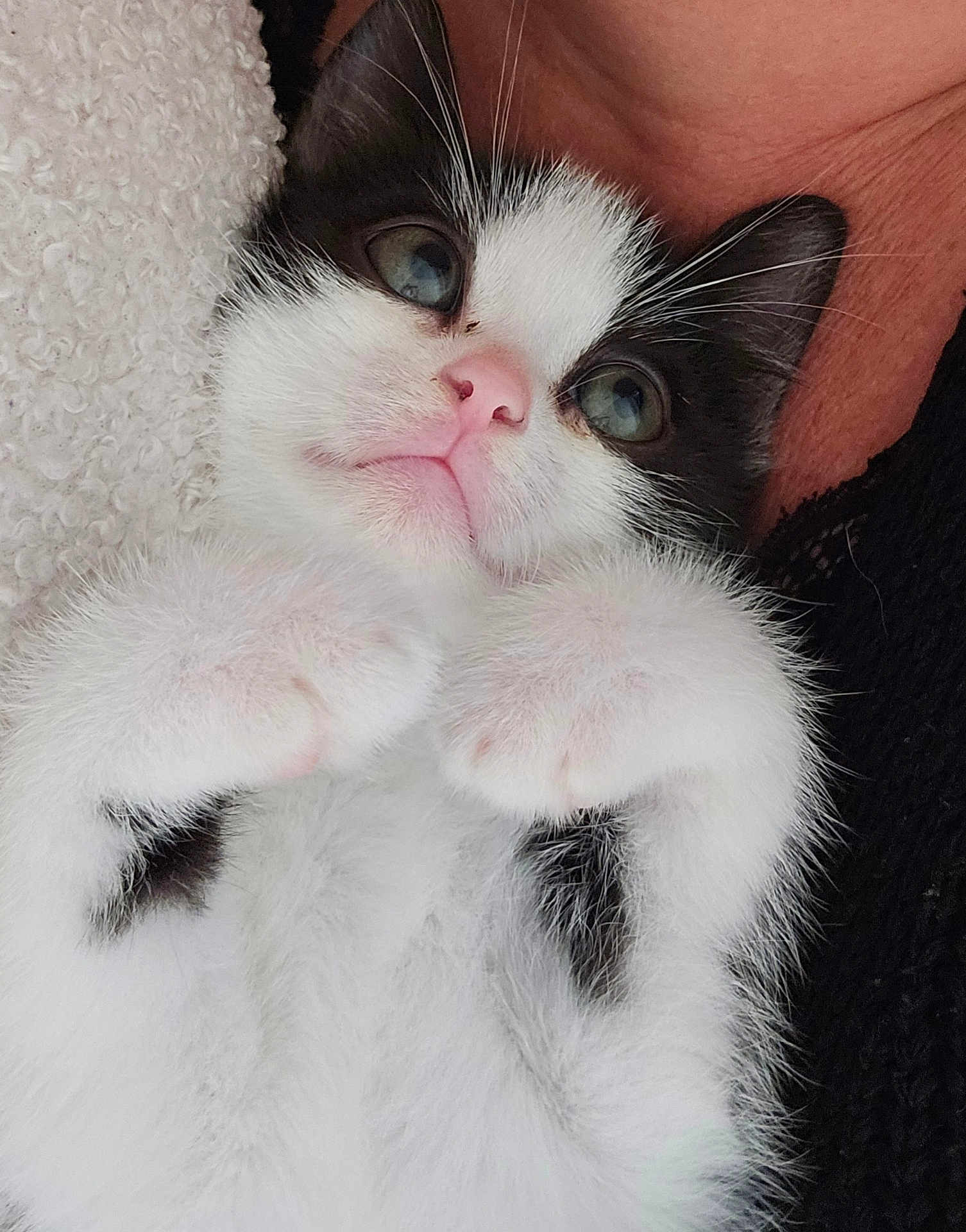 Pikachu participe au concours pour gagner de l'argent avec cette photo : kitten, cat, black_and_white, furry, cute, pet, animal, paw, whiskers, closeup, soft, cozy, relaxed, indoor, blanket, human_skin, resting, sleepy, feline, companion