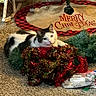 carpet, cat, christmas_tree, close_up, cozy, decorations, feline, festive, garland, gray_and_white_cat, holiday_decor, indoor, lying_down, merry_christmas_text, pet, plastic_bag, tinsel, tree_skirt, white_cat, wicker_chair