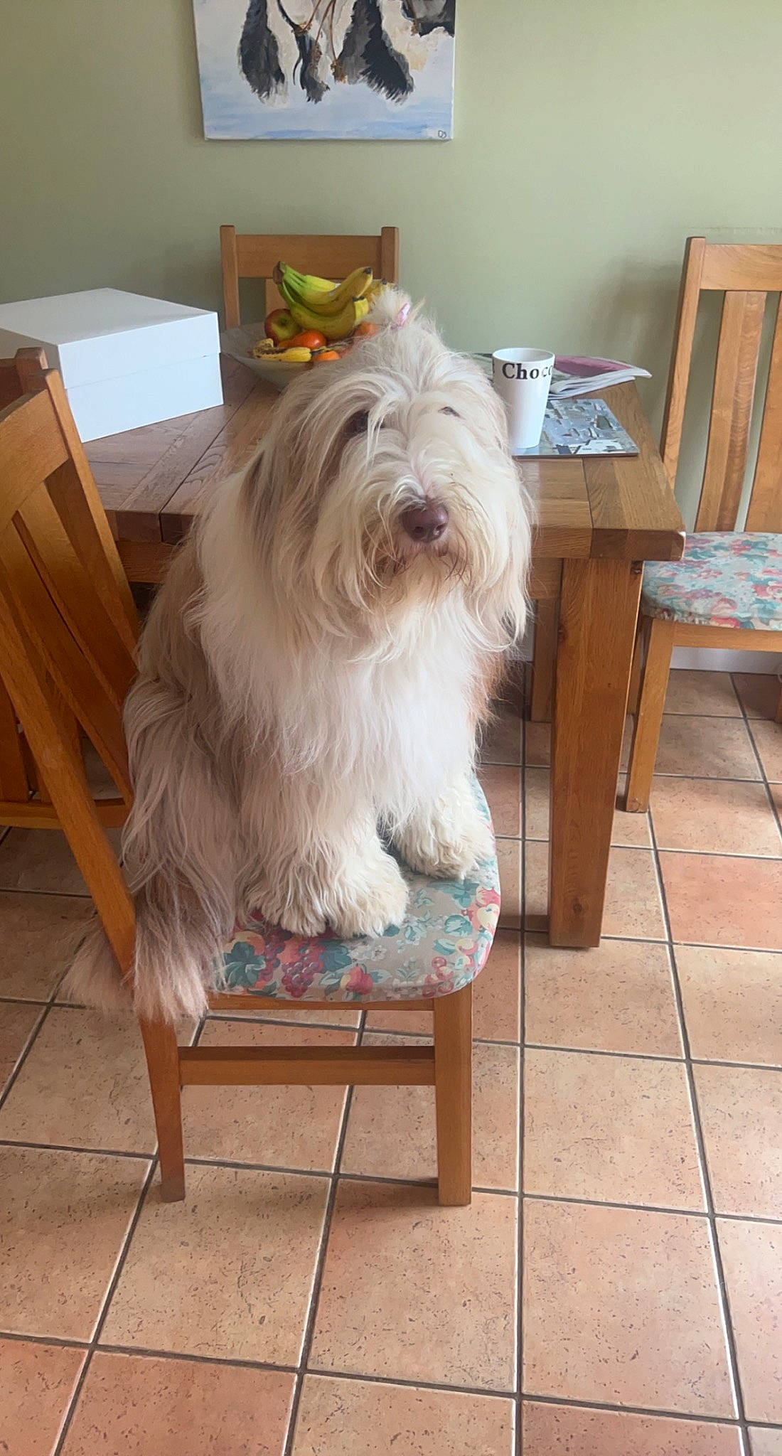 Tilly-mae joined the competition — help win amazing prizes! canidae, carnivore, chair, companion_dog, dog, dog_breed, flooring, fur, furniture, hardwood, liver, maltepoo, small_terrier, south_russian_ovcharka, sporting_group, terrier, toy_dog, wood, wood_stain, working_animal