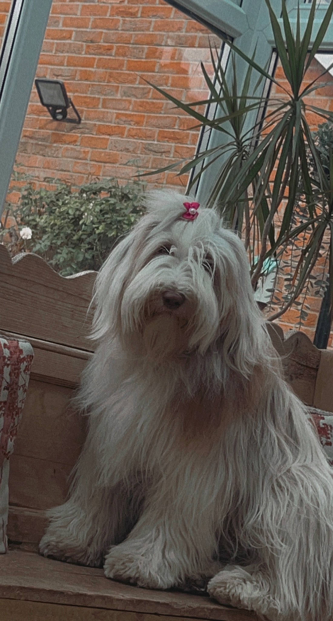 Tilly-mae is registered to the contest to win money with this photo: carnivore, companion_dog, dog, dog_breed, fur, maltepoo, non_sporting_group, small_terrier, snout, sporting_group, terrier, toy_dog, working_animal