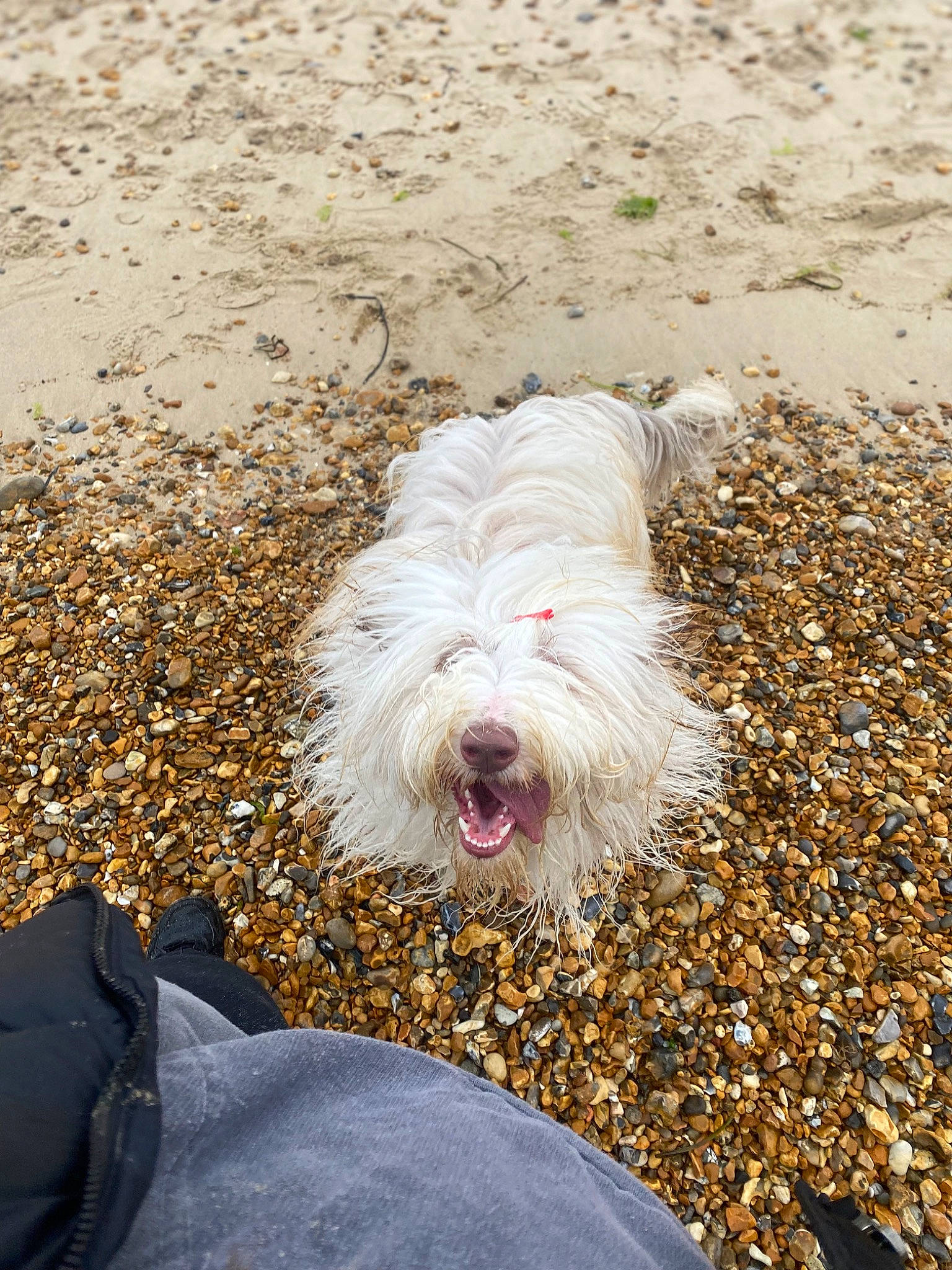 Tilly-mae joined the competition — help win amazing prizes! asphalt, beach, canidae, carnivore, companion_dog, dog, dog_breed, fur, grass, ocean, road_surface, romanian_mioritic_shepherd_dog, sand, small_terrier, soil, sporting_group, tar, terrier, water_dog, working_animal