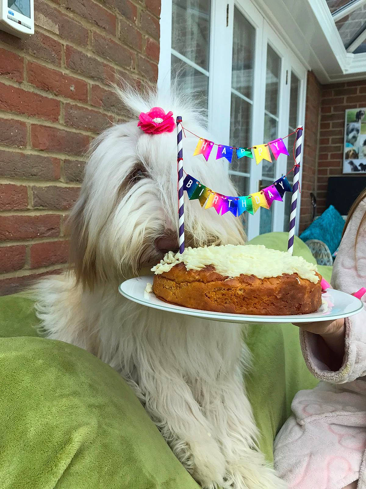Tilly-mae joined the competition — help win amazing prizes! carnivore, collar, comfort_food, companion_dog, dish, dog, dog_breed, dog_supply, event, food, grass, ingredient, liver, produce, recipe, table, tableware, toy_dog, window, working_animal