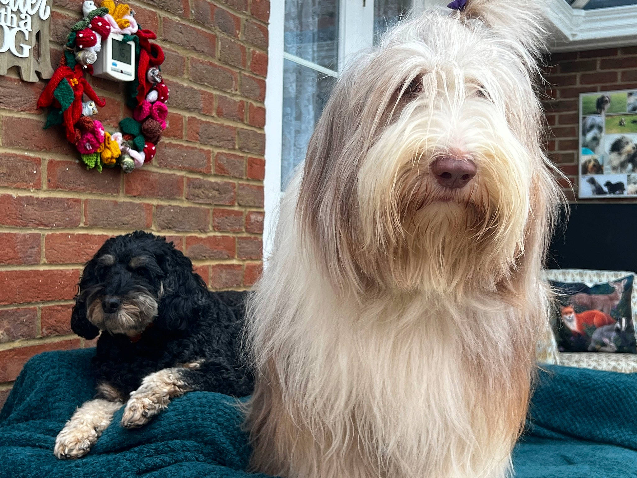 Tilly-mae joined the competition — help win amazing prizes! canidae, carnivore, companion_dog, dog, dog_breed, dog_supply, fur, liver, romanian_mioritic_shepherd_dog, small_terrier, snout, south_russian_ovcharka, sporting_group, terrestrial_animal, terrier, toy_dog, vertebrate, water_dog, window, working_animal