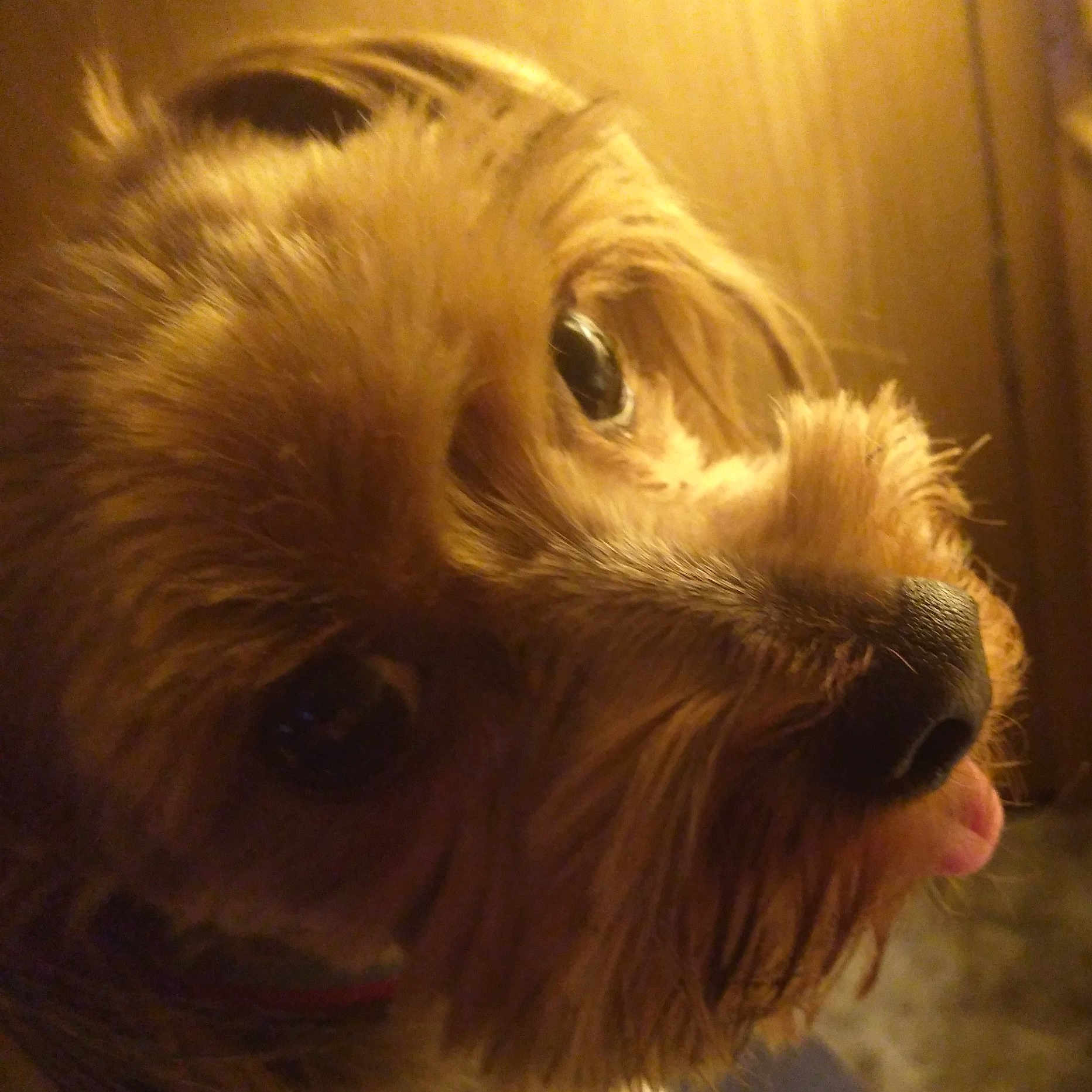Beau Jangles
