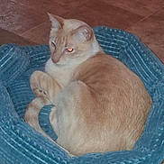 Zig is registered to the contest to win money with this photo: animal, bed, blue_bed, cat, cozy, curled_up, cute, domestic_cat, ears, feline, floor, fur, indoor, pet, red_eye, resting, sleepy, tail, tile_floor, whiskers