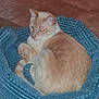 animal, bed, blue_bed, cat, cozy, curled_up, cute, domestic_cat, ears, feline, floor, fur, indoor, pet, red_eye, resting, sleepy, tail, tile_floor, whiskers