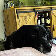 Peato participe au concours pour gagner de l'argent avec cette photo : alcohol, animal, architecture, beer, beverage, bottle, building, cabinet, canine, couch, dog, furniture, indoors, liquor, livingroom, pet, puppy, shelf, wine, wood