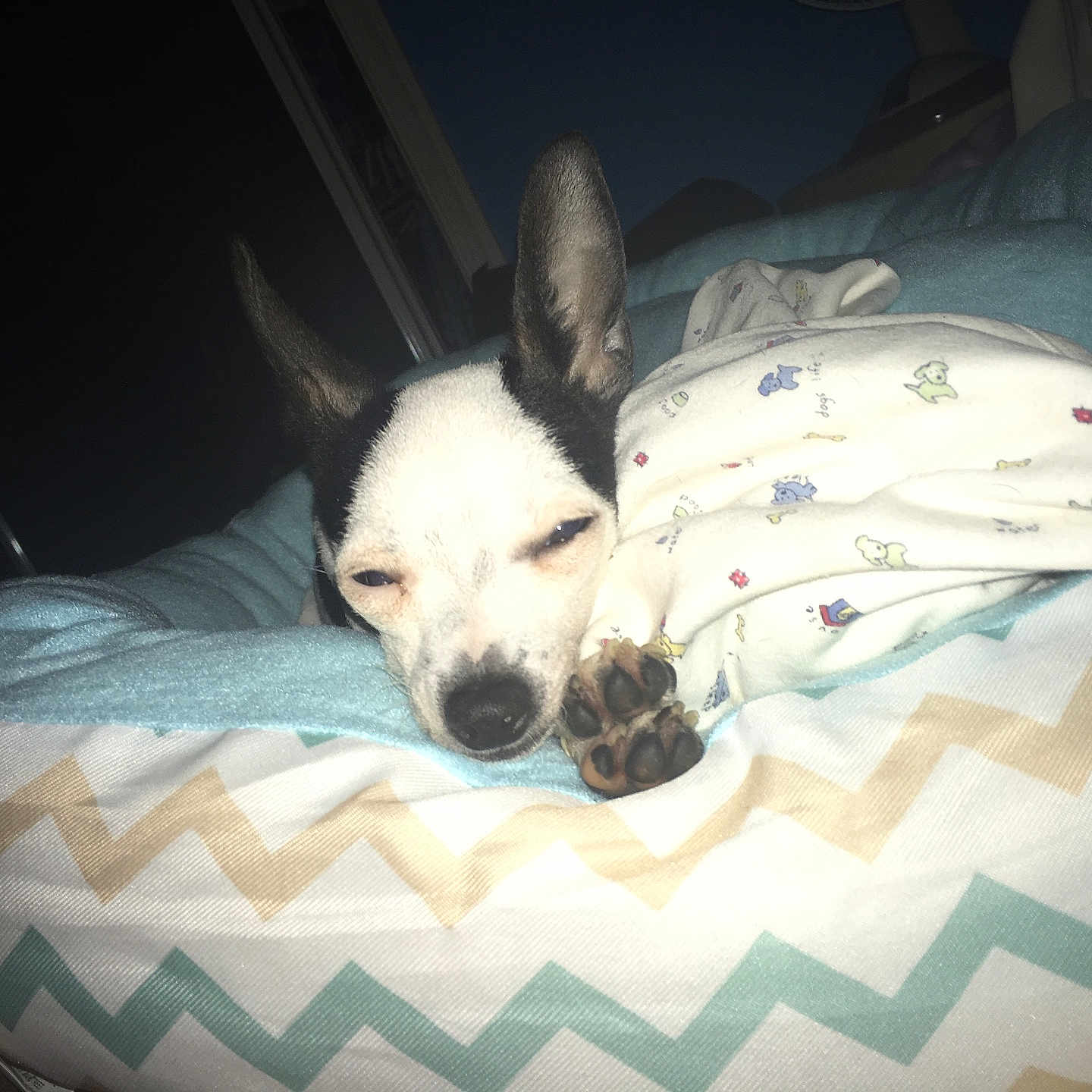 Daisy joined the competition — help win amazing prizes! animal, bed, black_and_white, blanket, closeup, comfort, cozy, cute, dog, ears, fabric, indoor, pattern, paw, pet, relaxation, resting, sleeping, small_dog, snout