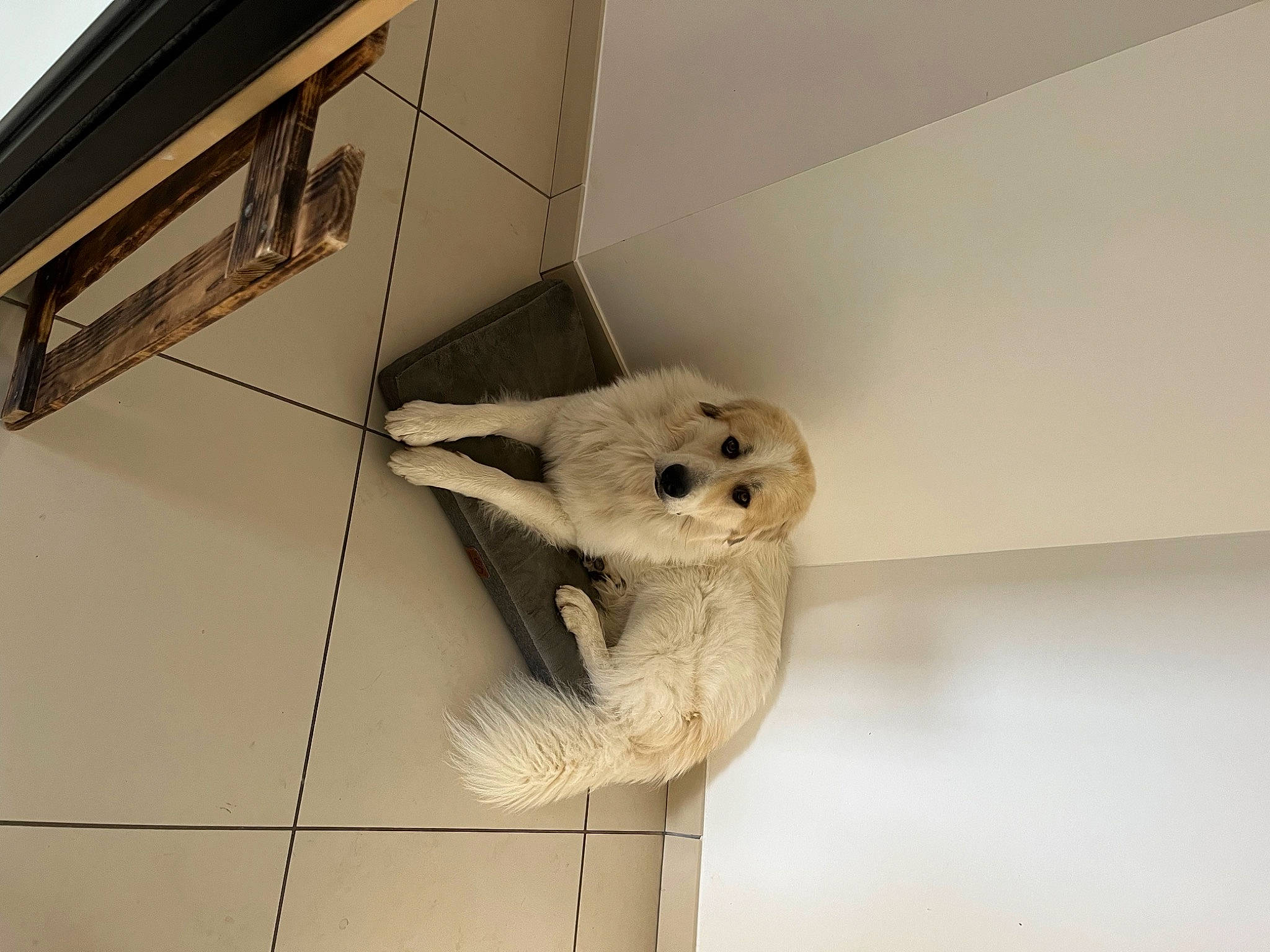 Thor participe au concours pour gagner de l'argent avec cette photo : art, cabinetry, ceiling, chair, drawer, flooring, fur, hardwood, machine, plaster, plush, plywood, room, shelf, shelving, stuffed_toy, tail, toy, visual_arts, wood