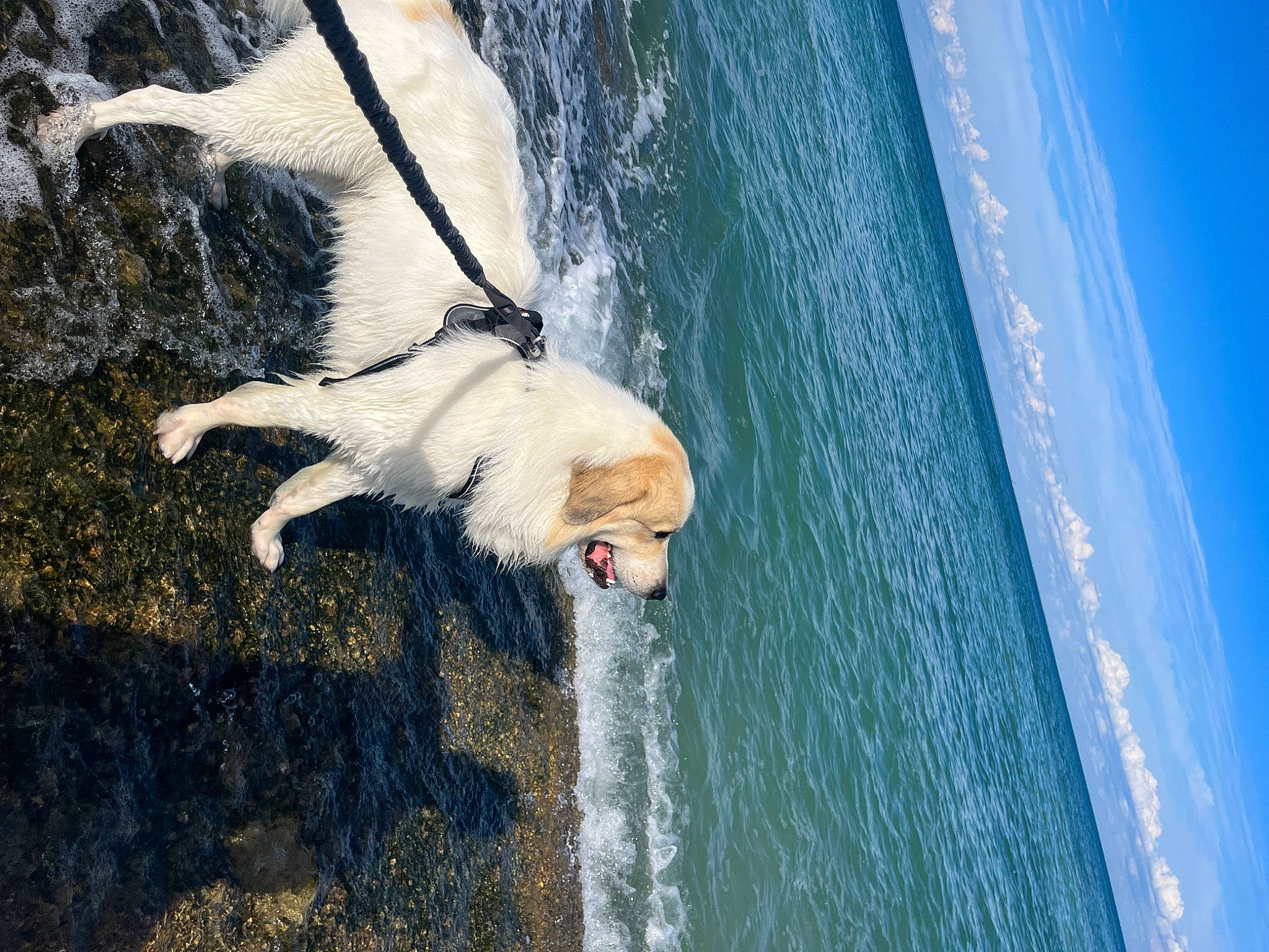 Thor a rejoint le concours — aidez-le/la à gagner de superbes lots ! azure, beach, body_of_water, carnivore, coast, coastal_and_oceanic_landforms, companion_dog, dog, dog_breed, happy, lake, leisure, ocean, sporting_group, tail, vertebrate, water, wave, wind, wind_wave