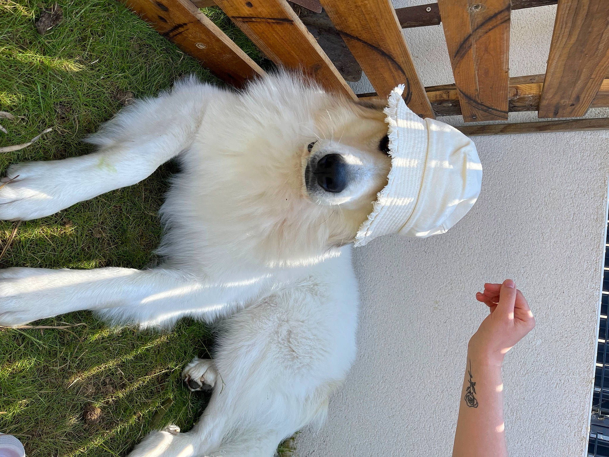 Thor a rejoint le concours — aidez-le/la à gagner de superbes lots ! canidae, carnivore, companion_dog, dog, dog_breed, fawn, felidae, fur, non_sporting_group, paw, small_to_medium_sized_cats, snout, spitz, sporting_group, tail, toy, toy_dog, whiskers, wood, working_animal